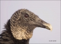 Florida;Southeast-USA;Everglades;Vulture;Black-Vulture;portrait;one-animal;close